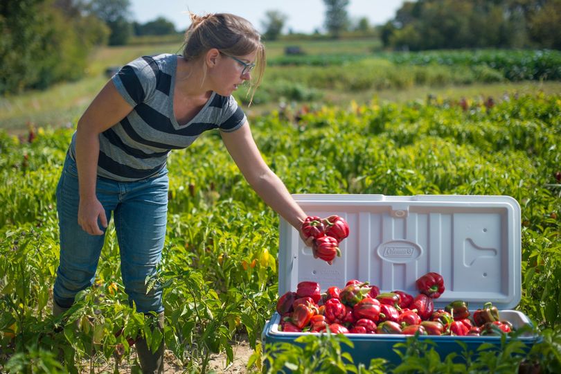 Girl picking bell peppers into open cooler