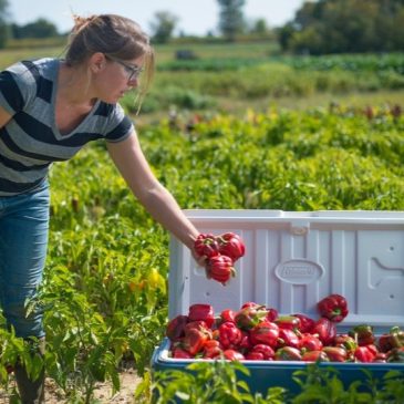 USDA Announces Plan to End Regional Food Business Center Funding
