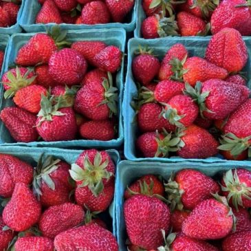 Food as Medicine: Resource Roundup