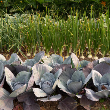 The WHY: Heartland Food Business Coalition